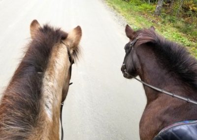 Horse Riding | Vermont Icelandic Horse Farm & Vacation Rental in Waitsfield