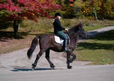 Akkur | Vermont Icelandic Horse Farm & Lodging in Waitsfield