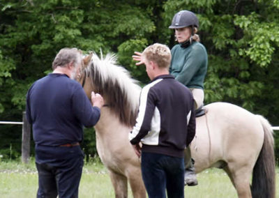 Bruno | Vermont Icelandic Horse Farm & Lodging in Waitsfield