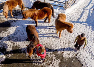 Fact About Icelandic Horses | Vermont Icelandic Horse Farm & Lodging in Waitsfield