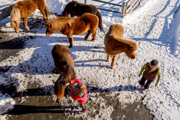 Facts About Icelandic Horses | Vermont Icelandic Horse Farm & Lodging in Waitsfield