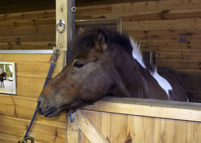 Horse in Stable | Vermont Icelandic Horse Farm & Vacation Rental in Waitsfield