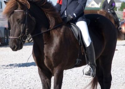 Riding a Horse | Vermont Icelandic Horse Farm & Lodging in Waitsfield
