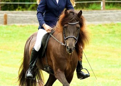 Vermont Icelandic Horse Farm & Vacation Rental in Waitsfield