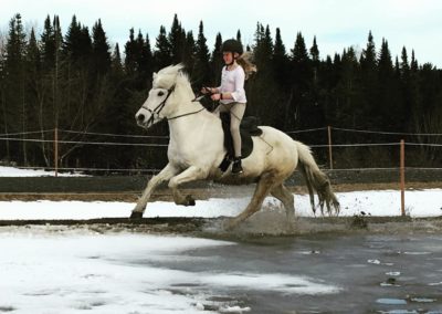 Vermont Icelandic Horse Farm & Vacation Rental in Waitsfield