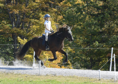Youth Program | Vermont Icelandic Horse Farm & Lodging in Waitsfield