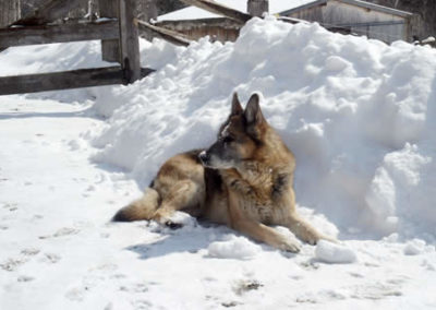 Journey, Our Senior Canine In Residence | Vermont Horse Farm & Vacation Rental in Fayston, Vermont