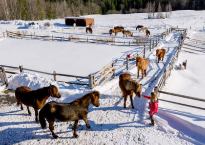 Sales | Vermont Horse Farm & Vacation Rental in Fayston, Vermont