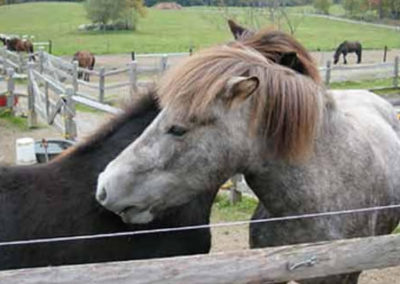 Backscratch | Vermont Horse Farm & Vacation Rental in Fayston, Vermont