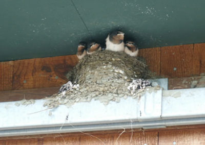 Birdsnest | Vermont Icelandic Horse Farm & Lodging in Waitsfield