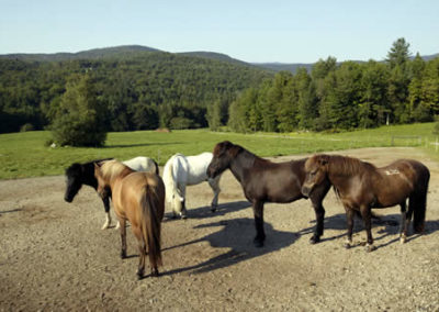 Horses | Vermont Horse Farm & Vacation Rental in Fayston, Vermont