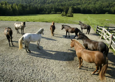 Horse Farm | Vermont Horse Farm & Vacation Rental in Fayston, Vermont