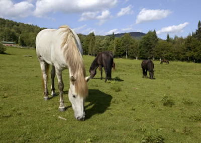 Horse | Vermont Horse Farm & Vacation Rental in Fayston, Vermont