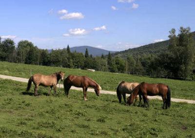 Icelandic Horses | Vermont Horse Farm & Vacation Rental in Fayston, Vermont