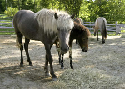 Icelandic Horses | Vermont Horse Farm & Vacation Rental in Fayston, Vermont