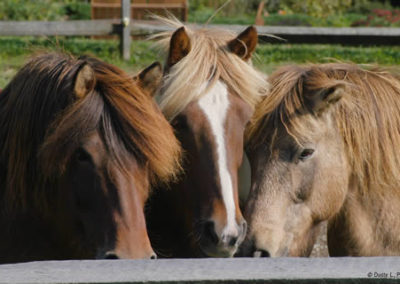 Icelandic Horses | Vermont Icelandic Horse Farm & Vacation Rental in Waitsfield