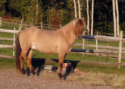 Icelandic Horses | Vermont Icelandic Horse Farm & Vacation Rental in Waitsfield