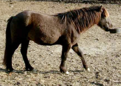 Hungry | Vermont Icelandic Horse Farm & Vacation Rental in Waitsfield