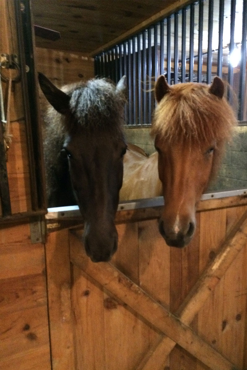 Vermont Horse Farm | Vermont Icelandic Horse Farm & Lodging in Waitsfield Vermont Horse Farm | Vermont Icelandic Horse Farm & Lodging in Waitsfield