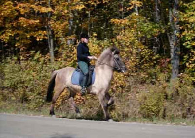 Moska | Vermont Icelandic Horse Farm & Vacation Rental in Waitsfield