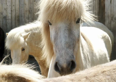 White Icelandic Horse | Vermont Icelandic Horse Farm & Lodging in Waitsfield