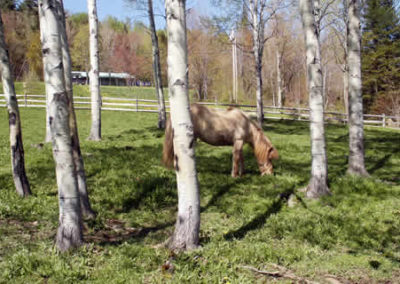 White Icelandic Horse | Vermont Icelandic Horse Farm & Lodging in Waitsfield