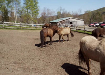 Horse Farm | Vermont Icelandic Horse Farm & Lodging in Waitsfield