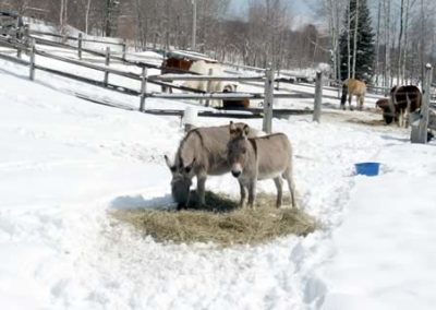 Winter | Vermont Horse Farm & Vacation Rental in Fayston, Vermont