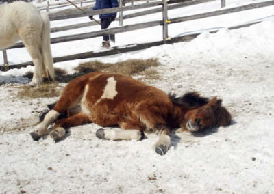 Winter | Vermont Horse Farm & Vacation Rental in Fayston, Vermont