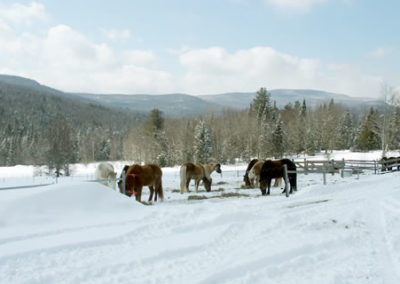 Winter | Vermont Horse Farm & Vacation Rental in Fayston, Vermont