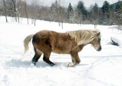 Winter | Vermont Horse Farm & Vacation Rental in Fayston, Vermont