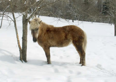 Winter Horse | Vermont Horse Farm & Vacation Rental in Fayston, Vermont