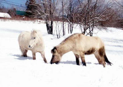 Winter Horse | Vermont Icelandic Horse Farm & Vacation Rental in Waitsfield