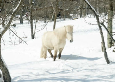 Winter Horse | Vermont Icelandic Horse Farm & Vacation Rental in Waitsfield