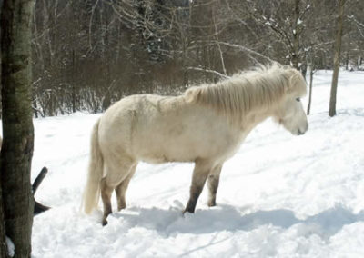 Winter Horse | Vermont Icelandic Horse Farm & Vacation Rental in Waitsfield