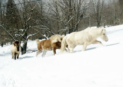 Winter Horse | Vermont Icelandic Horse Farm & Vacation Rental in Waitsfield