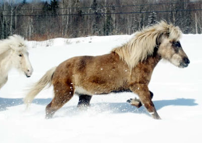 Winter Horse | Vermont Icelandic Horse Farm & Vacation Rental in Waitsfield