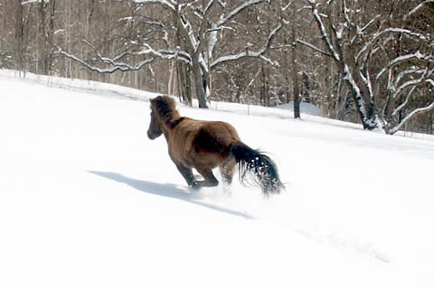 History | Vermont Icelandic Horse Farm & Lodging in Waitsfield History | Vermont Icelandic Horse Farm & Lodging in Waitsfield
