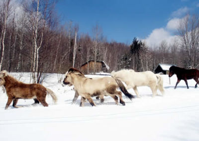 Winter Horse | Vermont Icelandic Horse Farm & Vacation Rental in Waitsfield