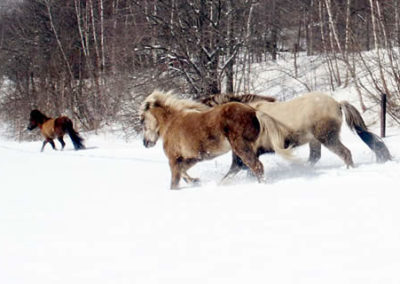 Winter Horse | Vermont Icelandic Horse Farm & Vacation Rental in Waitsfield