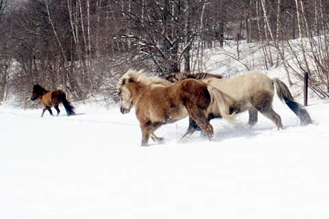 History |Vermont Icelandic Horse Farm & Lodging in Waitsfield History | Vermont Icelandic Horse Farm & Lodging in Waitsfield
