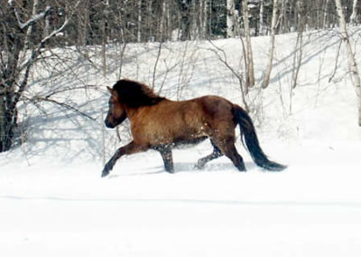 Winter Horse | Vermont Icelandic Horse Farm & Vacation Rental in Waitsfield