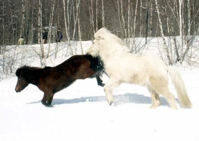 Winter Horse | Vermont Icelandic Horse Farm & Vacation Rental in Waitsfield