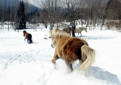 Winter Horse | Vermont Icelandic Horse Farm & Vacation Rental in Waitsfield