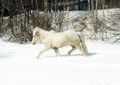 Winter Horse | Vermont Icelandic Horse Farm & Vacation Rental in Waitsfield