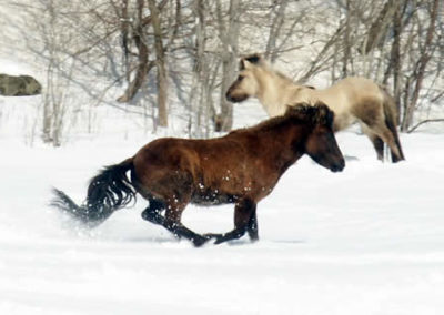Winter Horse | Vermont Icelandic Horse Farm & Vacation Rental in Waitsfield